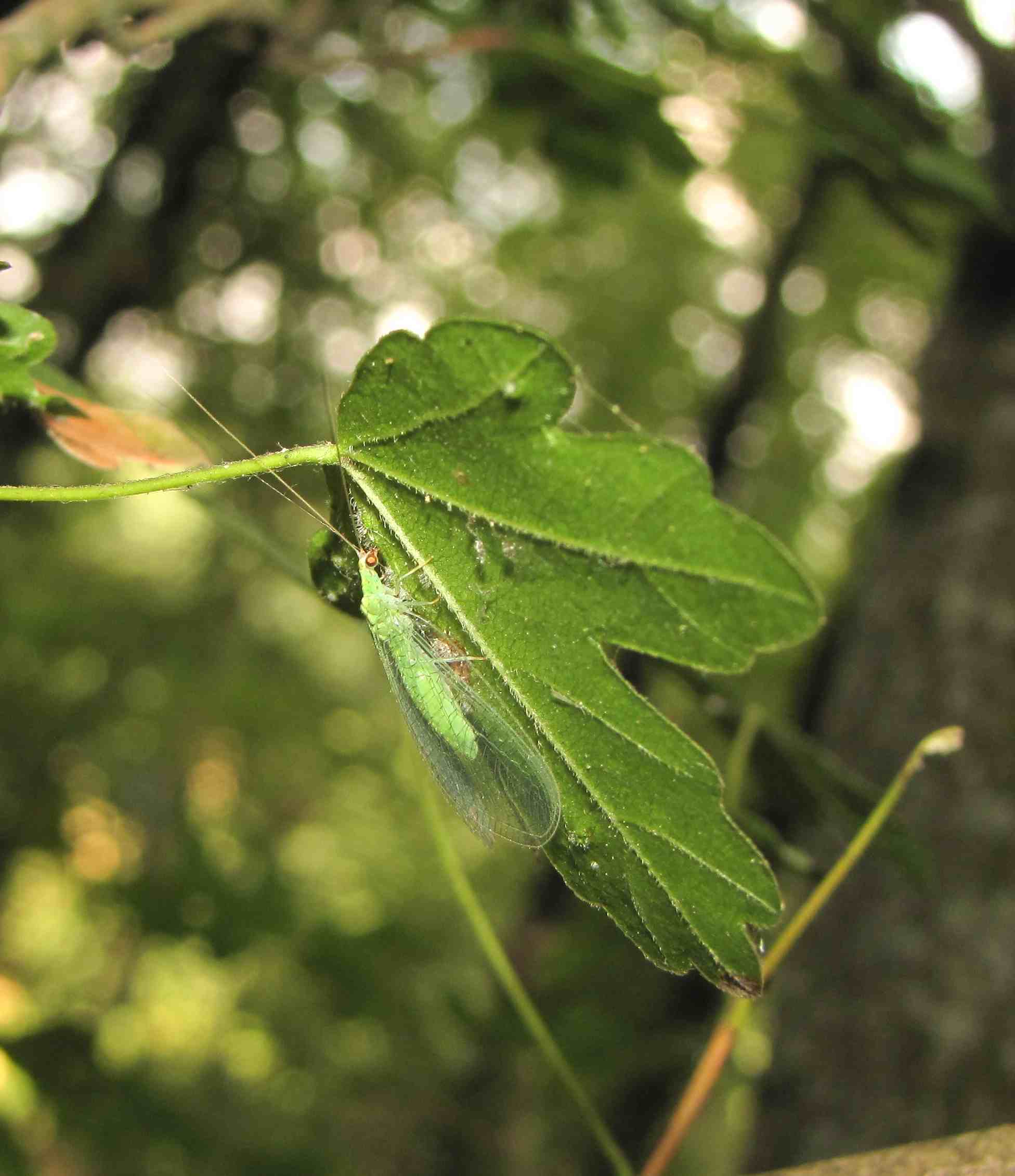 Dichochrysa sp.